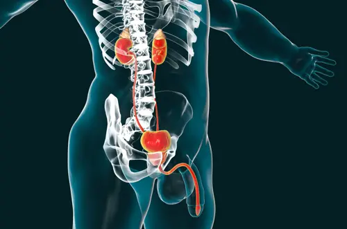 Viêm niệu đạo nam? Nguyên nhân, dấu hiệu và cách chữa trị